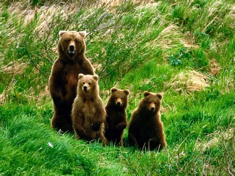 Family Photo with Brown Bear and Cubs