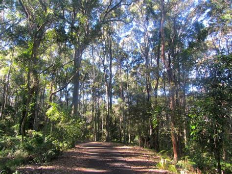 blackbutt reserve  fun  newcastle lateral movements