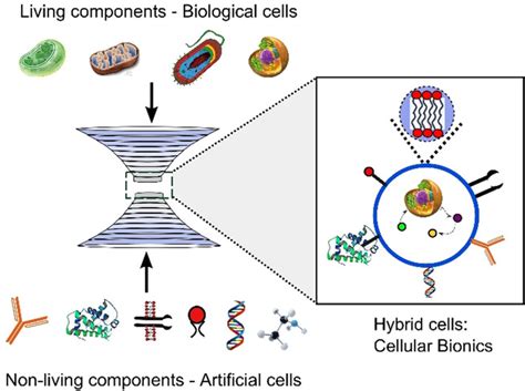 Interfacing Living And Synthetic Cells As An Emerging Frontier In