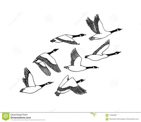 Hand Drawn Wild Geese Stock Vector Illustration Of Feather 115604697