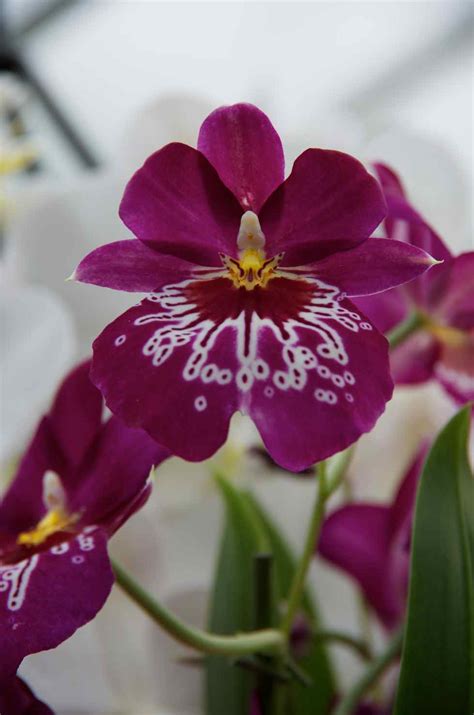 Photographers Garden Orchids At Kew