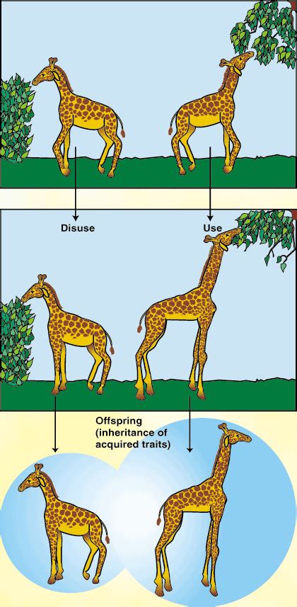 Lei Uso E Desuso Lamarck - Teoria o Uso e Desuso de Lamarck - Planeta Biológico