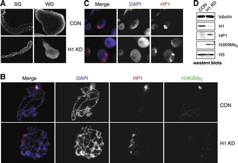 linker histone   essential  drosophila development