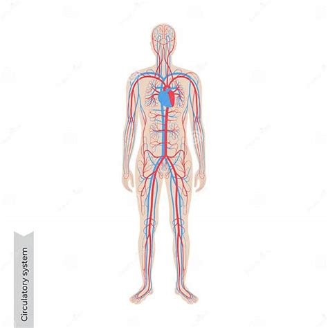 循环系统解剖学 向量例证 插画 包括有 爱好健美者 圈子 绘制 孩子 查出 的闪烁 动脉 163819958