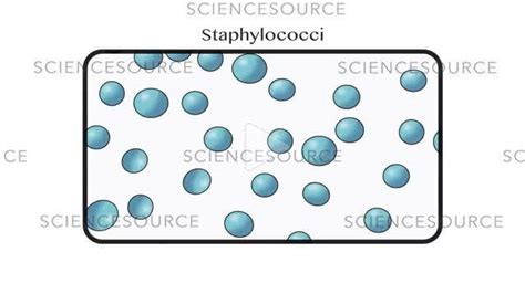 Common Bacteria Shapes | Stock Video - Science Source Images