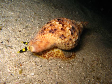 Giant Triton L Remarkable Sea Snail Our Breathing Planet