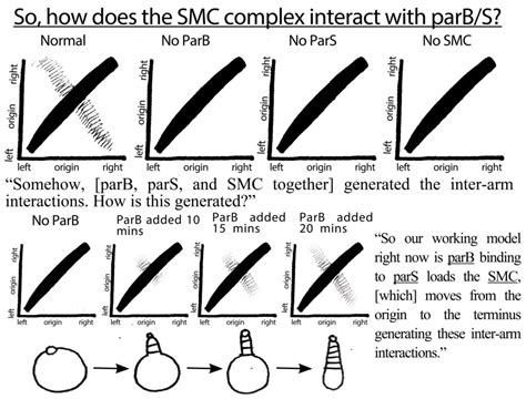 Solving the bacterial genome: Visualizing chromosome segregation - The ...