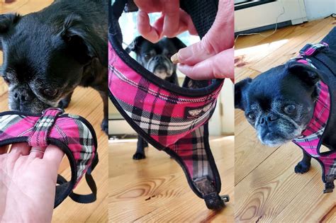 How To Put A Harness On A Dog Great Pet Care