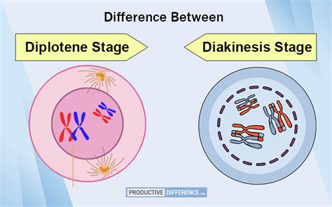 Difference Between Diplotene and Diakinesis Stage