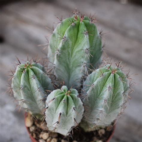 Polaskia chichipe - La Boutique del Verde