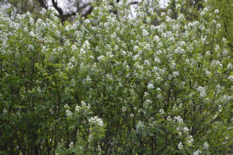 Alksnialapė Medlieva Amelanchier Alnifolia Var Pumila