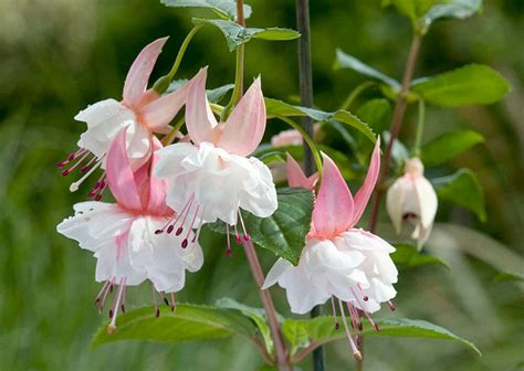Fuchsia 'Nancy Lou'