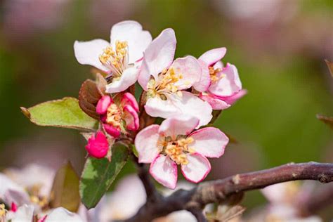 Crabapple Candymint - Tree Top Nursery & Landscape Inc.