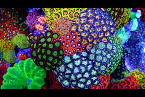 Zoa Garden Tank | Fasci Garden