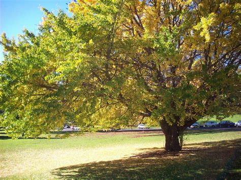 large tree  park  stock photo public domain pictures