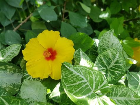 hibiscus flower meaning 1