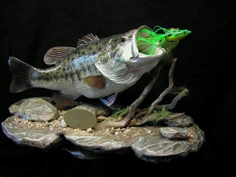 Largemouth Bass Fish Mounts Taxidermy Taxidermy Display