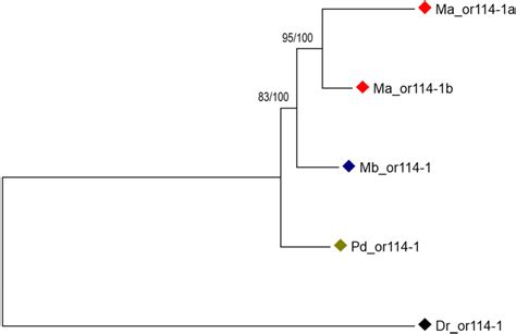 Figure From Species Specific Duplication And Adaptive Evolution Of A Candidate Sex Pheromone