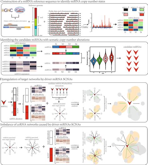 The Workflow Of The Integrative Strategy For Identifying Scna Induced Download Scientific