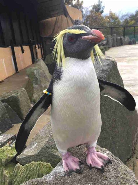 Northern Rockhopper Penguin | Penguins International
