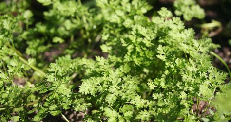 Кервель ажурный (103 фото) - фото - картинки и рисунки: скачать бесплатно