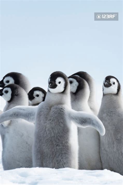 Penguin Family🐧 | Penguins, Animal photography wildlife, Nature ...