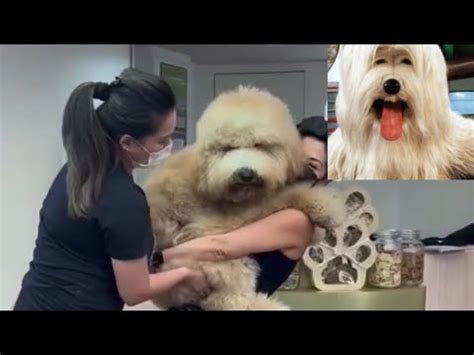 Priscila Tv Colosso Raça - O CACHORRO QUE DEU ORIGEM A PRISCILA DA TV COLOSSO. Old English ...