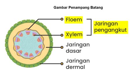 Mengenal Fungsi Xylem dan Floem - Pengertian perbedaan