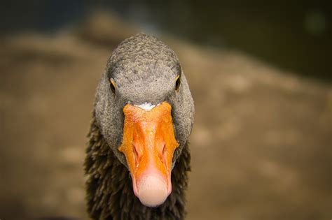 Angsa Greylag Burung Foto Gratis Di Pixabay Pixabay