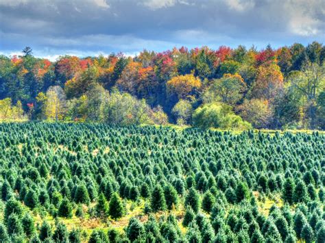 christmas trees  fall  stock photo public domain pictures