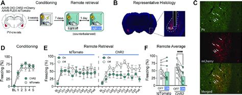 Optogenetic Stimulation Of Pv Interneurons In The Bla Reduces