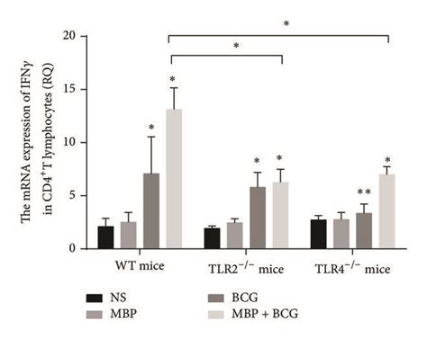 The Effect Of TLR2 TLR4 Expression On The Activation Of CD4 T Cells