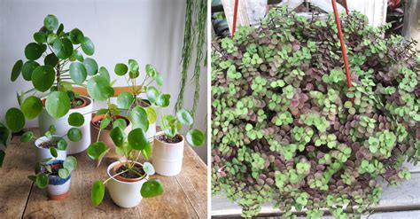 Vegetação Com Plantas Rasteiras Gramíneas Arbustos Retorcidos E árvores Pequenas