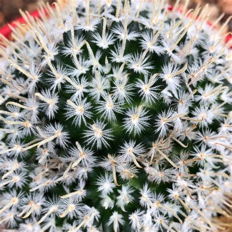 Маммиллярия атласная (37 фото) » НА ДАЧЕ ФОТО