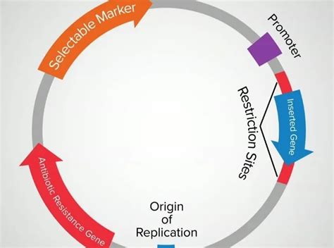 Plasmid - Defination, Structure, Properties, replication, Copy number ...