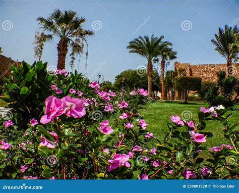 Pink Blossom In A Garden With Palm Trees In Egypt Stock Photo Image