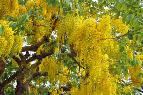 Cassia Tree Care Everything You Need To Know Gfl Outdoors