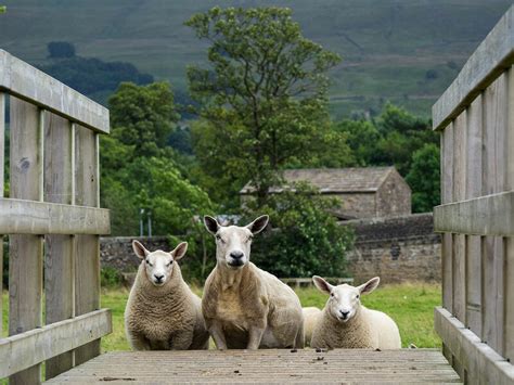 Графство Северный Йоркшир, Йорк. Англия: alionushka1 — LiveJournal