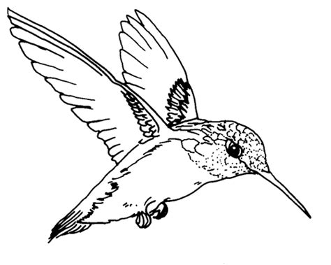 Simple Hummingbird Coloring Pages