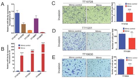 Hsa Mir 34a 5p Attenuate Bsgs Cell Invasion In Vitro A Download Scientific Diagram