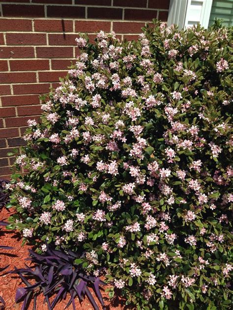 Indian Hawthorn Good For Pots And Hedges Needs Full Sun Hedges