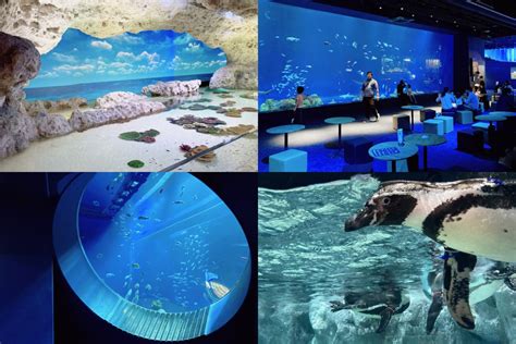 評判通りの新しい体験！沖縄豊崎の「dmmかりゆし水族館」を楽しむ！ 沖縄めぐり：美食と観光の楽しみ