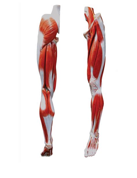 Posterior And Anterior Legs Diagram Quizlet