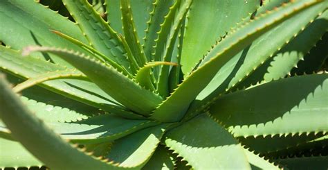 Aloe ecco perchè viene definita la guaritrice silenziosa Abea Natura