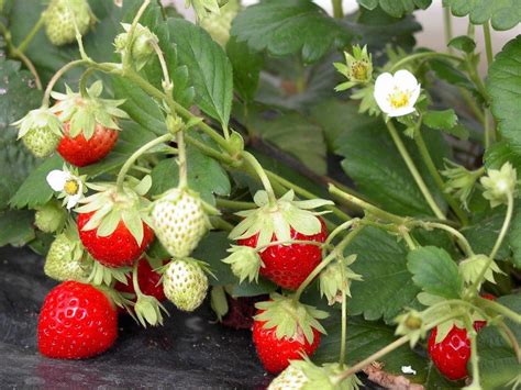 Fraisiers Comment Planter Pailler Et Entretenir Un Fraisier