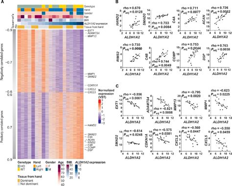 Covariation Of Gene Expression Levels With Aldh1a2 Expression Level