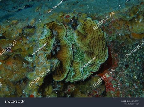 dimple sheet royalty  images stock  pictures