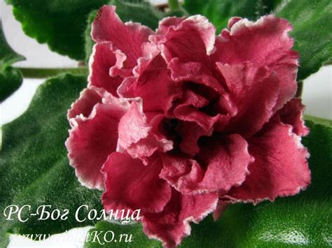 Фиалка РС-Бог Солнца