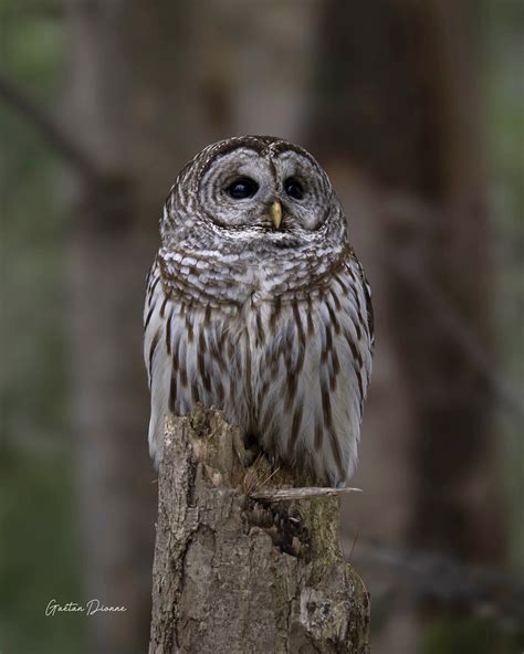 Chouette Ray E Strix Varia Barred Owl Une Esp Ce Que Je Flickr