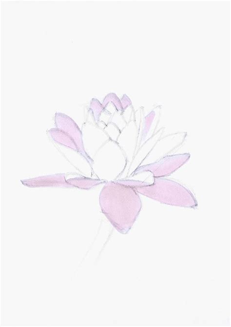lotus flower how to draw